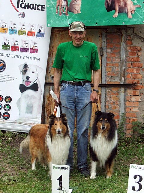 collie